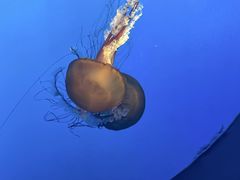 -太平洋海底世界