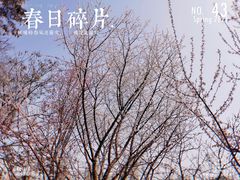 -桃花堤公园
