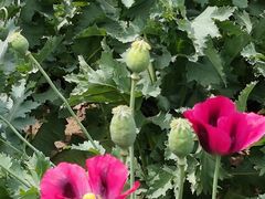 -国家植物园南园