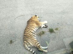 -大连森林动物园