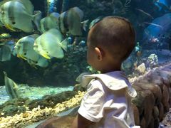 -华夏文旅海洋公园