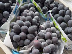 -马陆小张葡萄园农家乐