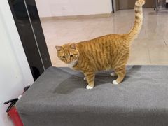 -派特宠物医院(圆融广场店)