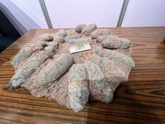 -崇州天演博物馆