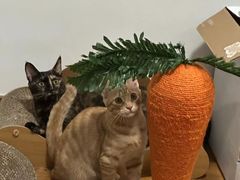 -美联众合动物医院(·中兽医·疑难杂症·严家桥分院)