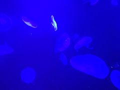 -暹罗海洋世界