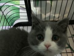 -lincat·猫舍(广州店)