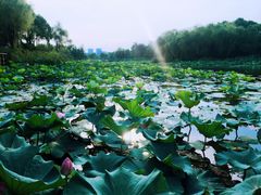 -新江湾城公园
