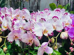 -双季花艺园艺市场(浦东店)