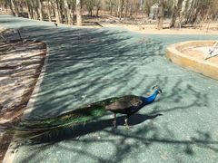 -新疆天山野生动物园