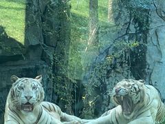 -北京野生动物园