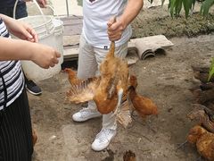 -樂桃源奉贤黄桃种植采摘基地