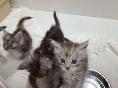 -青奢宠物·青奢猫舍