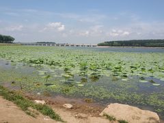 -丁香湖公园