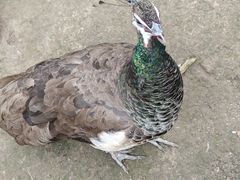 -哈尔滨北方森林动物园