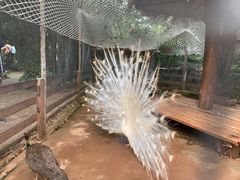-海南热带野生动植物园
