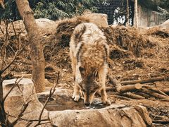 -鸡鸣汤包(红山动物园店)