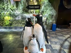 -迪拜水族馆及水下动物园
