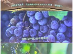 -北京张裕爱斐堡酒庄