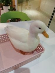 -Moni星球萌宠·小马宝莉·灵蛇·高端高阶全萌宠互动体验俱乐部(红豆国际广场店)