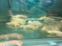 -鲁前海沿儿