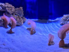 -瑞普利水族馆