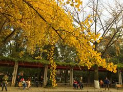 荷花池-四川大学(华西校区)