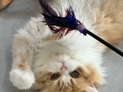 -Heymao猫咖.咖啡厅(东门店)