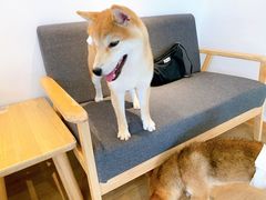 -南京Hallo宠物乐园·哈罗犬舍·柴犬繁育基地
