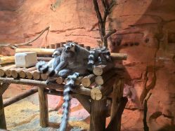 -Zoolung Zoolung动物主题公园(海信广场店)