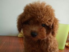 -瑞派动物医院·绝育·犬猫全科·预防医学(光景江南中店)