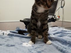 -凯特喵百思猫专科医院