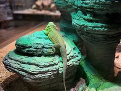 -帕帕拉兹宠物(亚洲旗舰店)