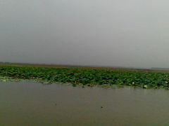 android_upload_pic-微山湖红荷湿地景区