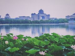 -莲花池公园