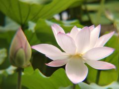 -荔湾湖公园