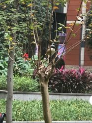 -重庆市妇幼保健院(冉家坝院区)