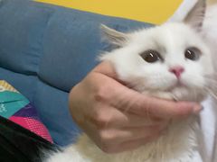 -东方名猫馆·英短金渐层布偶猫舍(环线广场1号楼店)