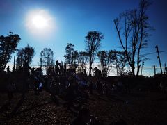 -铁山坪森林公园