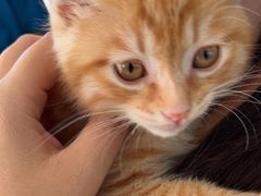 -瑞派·关忠动物医院·猫专科·犬专科(三环新城店)