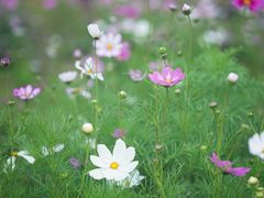 -香蜜公园