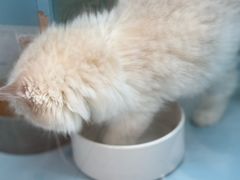 -FAELING PETS美天灵宠物(合生汇店)