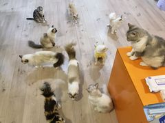 -Bastet sally猫舍购宠(静安店)