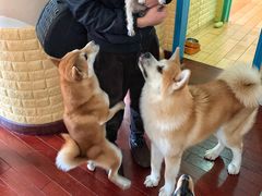 -喜柴咖啡·柴犬狗咖