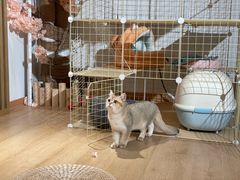 -南京Hallo宠物乐园·哈罗犬舍·柴犬繁育基地
