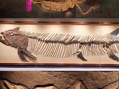 -正佳自然科学博物馆