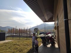 -千年银杏谷文化旅游区