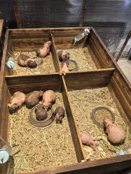 -酷嗒动物文化乐园(cutezoo西溪乐天城店)