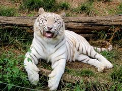 -大连森林动物园