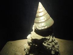 -亚龙湾中心广场·贝壳馆